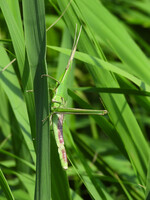 ショウリョウバッタの幼虫？