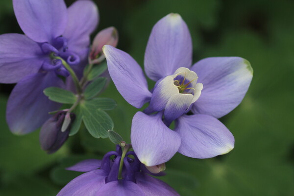 紫色の花　2