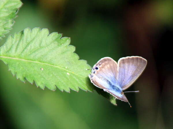 小さい蝶