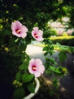夏の日陰で