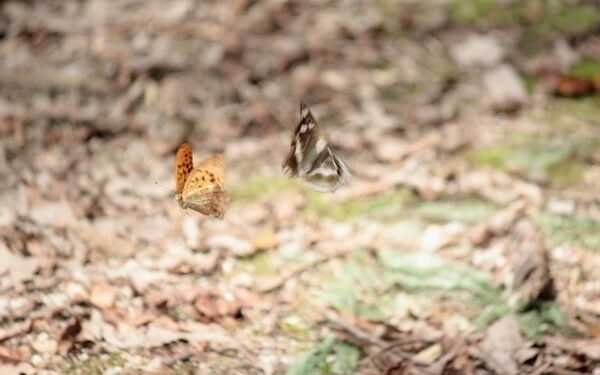 里山の蝶
