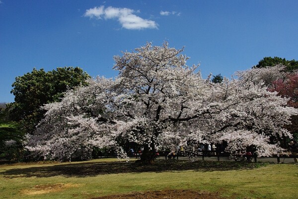 この木 なんの木 桜の木