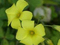 黄色い花