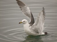 ウミネコ