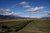 麦畑と遠くの雪山