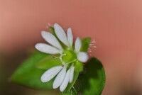 雑草に花が!