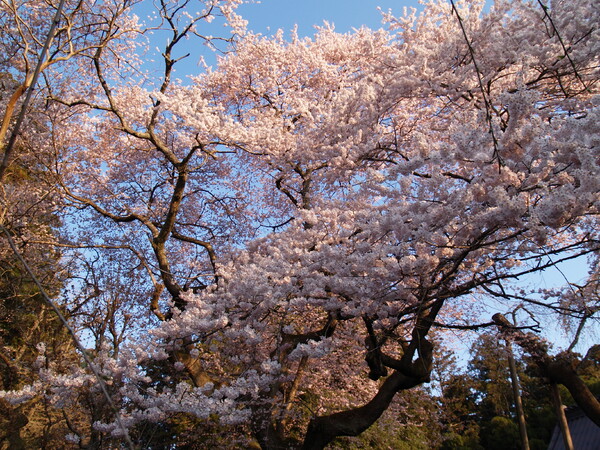 西行桜
