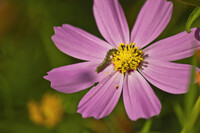 綺麗な花にお邪魔虫。