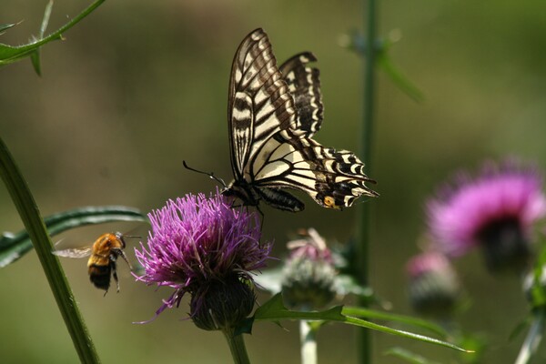 蝶とハチが鉢合わせ