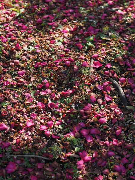 山茶花のタペストリー