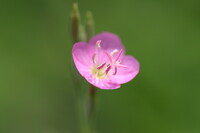 花の中の花？