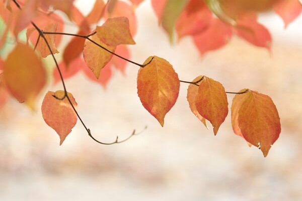 【絵のような】紅葉（秋のメロディー）