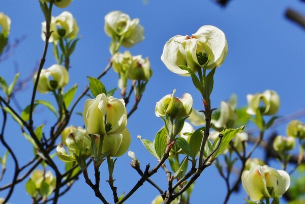 ハナミズキの春