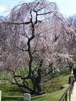 アーリントンの枝垂桜