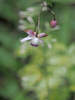 レンゲショウマ◎VARIO ELMARIT50-200mm(3