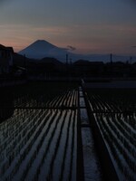 田んぼに富士山