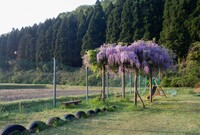 奥地のフジが開花しました。