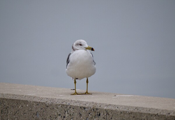 ウミネコ