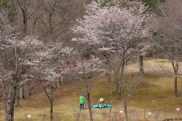 北山公園の桜
