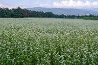 蕎麦の景色