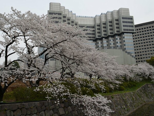 旧赤坂プリンスホテル　最後の桜