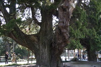 【木】老巨木