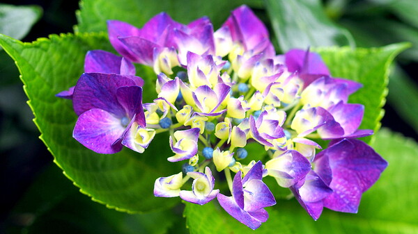 【初夏】　蕾みの紫陽花　