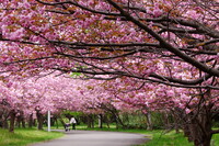 最後の桜