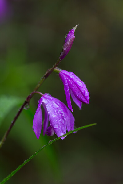 雨に打たれて