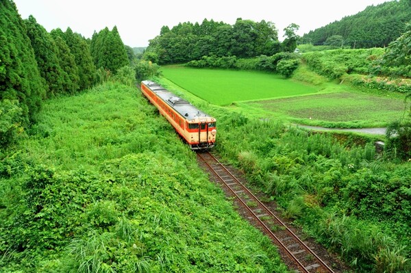 緑の中の列車