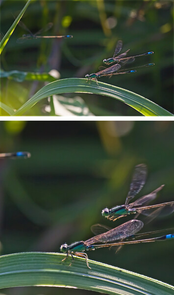 【再現像】アオモンイトトンボ飛翔