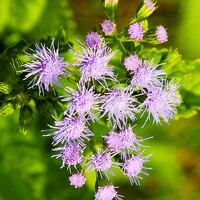 アゲタラムに接写