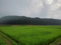 地元の水田のある景色