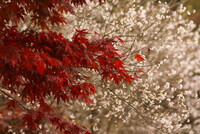 【木】紅葉と冬桜