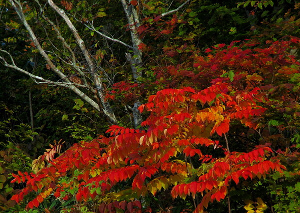 低木紅葉