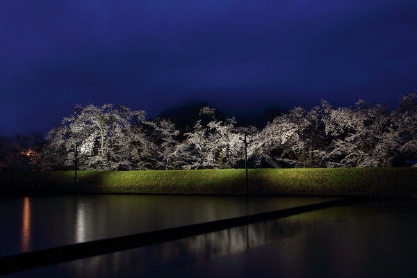 雨中の夜桜
