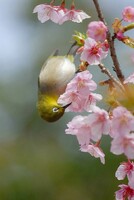 春が来た