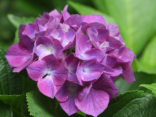 紫陽花のUP 3