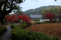 京都黄檗の朝