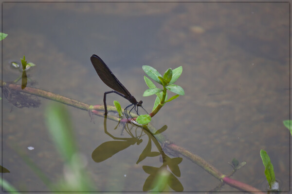 産卵期ですね。
