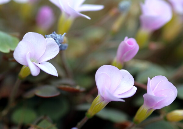 小さい花のオキザリス？
