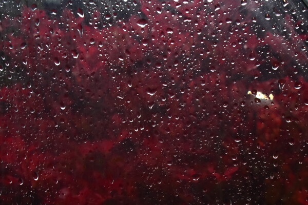 雨の紅葉。