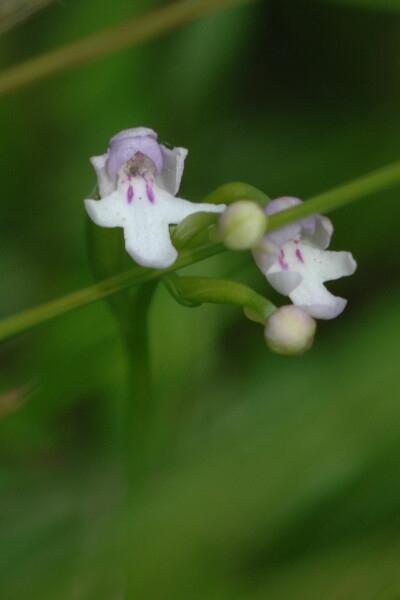 湿原に咲く小さな花