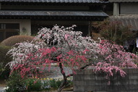 花桃の咲く家