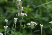 線路っ傍にてⅢ　ミツバチ後ろ姿