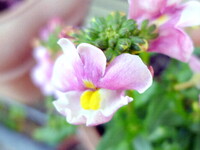 【淡彩】庭の花