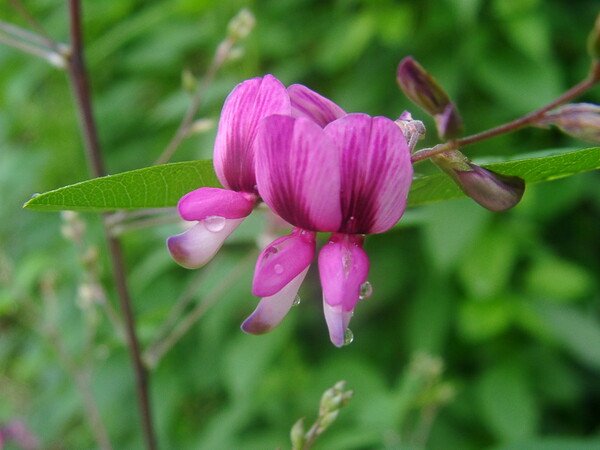 知らないトテモ綺麗な花-2