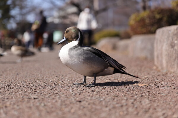 地面すれすれ