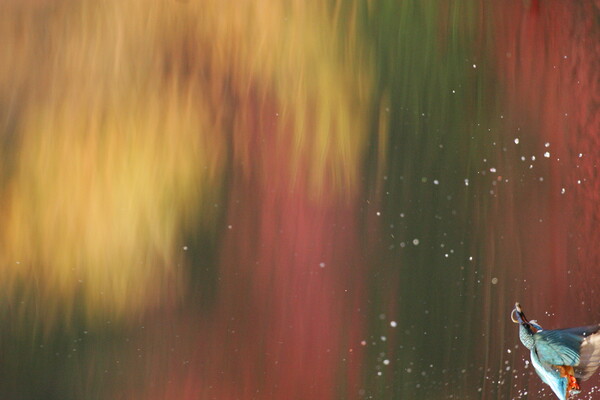 紅葉に映える水面を飛ぶカワセミ