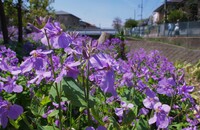 【穏やかに…春】 ムラサキハナナの咲く岸辺